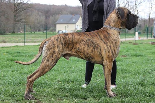 Goliath des Templiers Cathares
