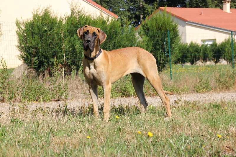 Junon Des Terres Arvernes