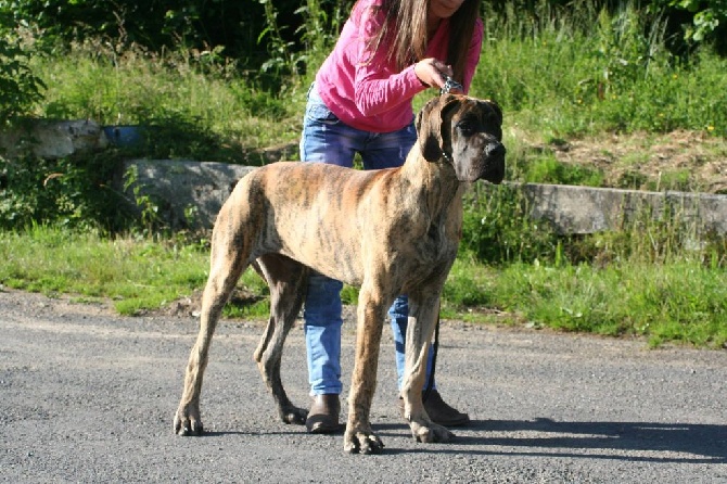 Des Terres Arvernes - Jawack dit Junior des Terres Arvernes