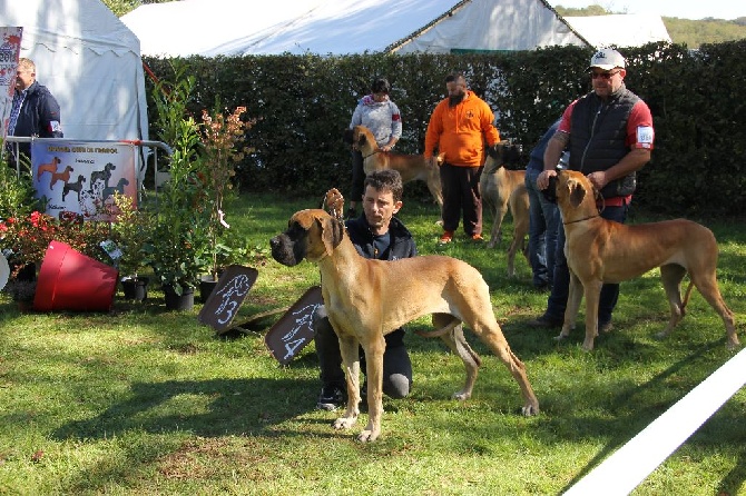 Des Terres Arvernes - Junon des Terres Arvernes à Neuvic 2015