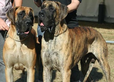 Des Terres Arvernes - Meilleur couple à Neuvic 2012